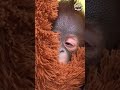 Cute Baby Orangutan  💕
