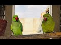 Talking Parrots saying mithu putt ||