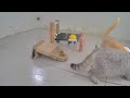 🙀 IMPOSSIBLE TRY NOT TO LAUGH 🤣😻 Funny Animal Videos ❤️