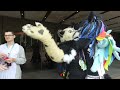 Furries - The Natural World