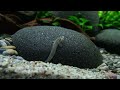 FLUORESCENTLY colored RAINBOW shiner joins HILLSTREAM AQUARIUM | EP2 SLOPED RIVER TANK