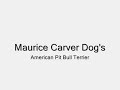 Maurice Carver Dogs - APBT GAMEDOG HISTORY