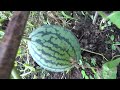 아기 수박이 열린모습.. Growing Watermellon...수박재배하기..种植西瓜..Jeonju ..全州市.... North Jeollado....全羅北道......KOREA