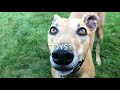 How To Care For A Greyhound