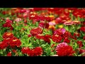 Soothing Beautiful Morning Boost Meditation Music, GOOD MORNING MUSIC by Most Relaxing Music