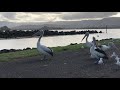 An Australian pelican feeding from wasteبجع استراليا يتغذى من النفايات!!!