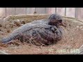 Red Jungle Fowl | Spotted Doves | Zebra Doves | Japanese White Eyes | Red Whisker Bul Bul