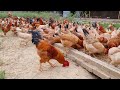 Inside Happy Poultry Farm - Raise a lot of Chickens, Pig, Ducks, Goat, Cow for Clean Food