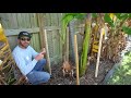 How To Protect BANANA PLANTS From Cold To Grow Fruit: CHEAP and EASY!