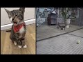 😅🤣 Funniest Dogs and Cats 😸🙀 Funny Animal Moments # 22