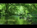 ASMR Nature Sounds | Nature Sounds for Sleeping, Studying - River Sounds & Birdsong｜Relaxing, Sleep