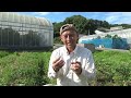 【自然農】生育の悪い茄子を「草堆肥」で元気に　2023年7月20日【natural farming】