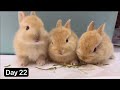 【Netherland Dwarf Rabbit Growth Day By Day】Giving Birth. Funny Cute Baby Bunny Care, Eating,Feeding
