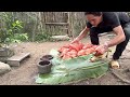 Harvesting Roasted Ducks to the market to sell, Cooking recipe, Vàng Hoa, king kong amazon