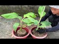 Video Summary of 3 extremely simple and super effective methods of propagating banana plants at home