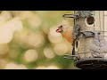 Deep Focus Music for Studying Birdsong Relaxing Music for Study and Work Reduce Stress Piano Music �
