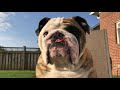 Reuben the Bulldog: The Terrible Two's