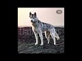 Skaya Siberian Edit ~ Part 31 - By Daily_Dogs|| #skaya #skayasiberian #husky #skayaedit #capcut #aww