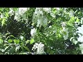 Robinia pseudoacacia and birds sing