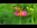 4k Flowers mind relaxing music for stress relief ~ Calming Music ~ Meditation Music