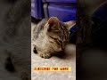 Melt Your Heart: Cute Homeless Kitten's Innocent Eyes Will Capture Your Soul 😒😍