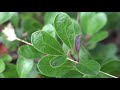 Arctostaphylos uva-ursi, Ericaceae (kinnikinnick, bearberry)