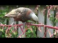 New Zealand Birding 2023   4K
