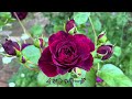 【心華やぐバラとクレマチスの共演】バラや宿根草・一年草が咲き乱れる美しい庭