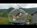 Listen to the Great Sound of Birds Practice Singing | natural state tv