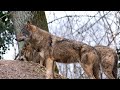 Copper and Natural Beauty | Exploring Isle Royale National Park