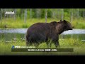 한국 반달가슴곰은 진짜 사람을 찢을까? 실제로 곰이 사람을 마주치면 하는 행동!  / 스브스뉴스