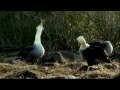 Galapagos Waved Albatross - Largest Sea Bird Video