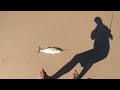 Incredible Fishing Session For Tailor Off The Beach | Daiwa Seabass Test | Beach Fishing With Lures