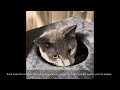Yahee Cat Tower review @FumiTheKitten #kitten #pet #viral #cat #cute #funny #shorts #review