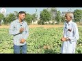 लौकी की खेती कब और कैसे करे | lauki ki kheti kaise kare in hindi | lauki me fal kaise lagaye