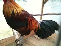 Kong's Southeast Asian Red Junglefowls - Foundation Roosters (2011)