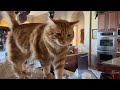 Playful Cat & Great Dane Enjoy Bopping & Play Bowing Whack A Dane Fun