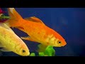 Aquarium 4K VIDEO (ULTRA HD) 🐠 Beautiful Coral Reef Fish - Peaceful Music & Colorful Marine Life #21