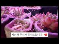 💕식물꽃&다육이등~💕