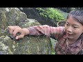Vietnamese girl goes alone into the forest to catch strange snails to make a living - ha thi muon