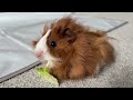 New born female gorgeous guinea pig having her first veggies