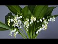 Blooming Flowers Timelapse! 1 Hour 4K Relaxing Screensaver. Amazing Flowers! Relaxing Music