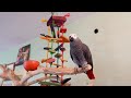 Talking Parrot Learning to Count