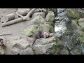Baby Otters At Drusilla's