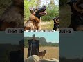 8 True German Shepherd Facts that few people know!