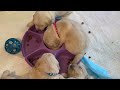 Raising 19 Golden Retriever Puppies!