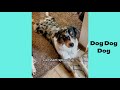 Australian shepherd - Funny and Cute dog video compilation