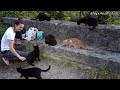 Hungry Stray Cats Meet the Food Lady at Sunrise - Feeding Stray Cats