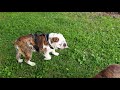 English Bulldog puppies playing