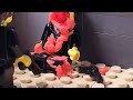 LEGO: GORE TEST